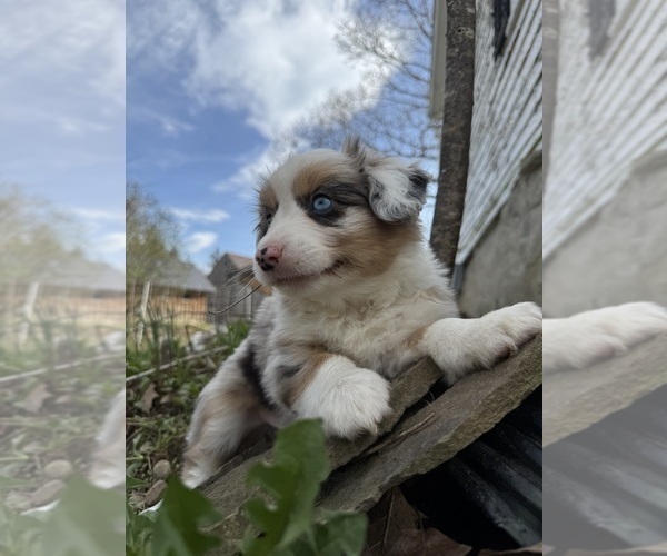 Medium Photo #1 Aussie-Corgi Puppy For Sale in ESPERANCE, NY, USA