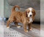 Small Goldendoodle