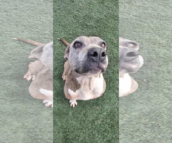 Medium Photo #14 Mutt Puppy For Sale in Rockwall, TX, USA