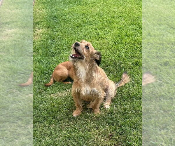 Medium Photo #4 Mutt Puppy For Sale in FRAMINGHAM, MA, USA