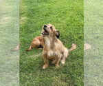 Small #3 Mutt
