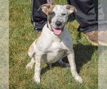 Small #4 American Staffordshire Terrier-Boxer Mix