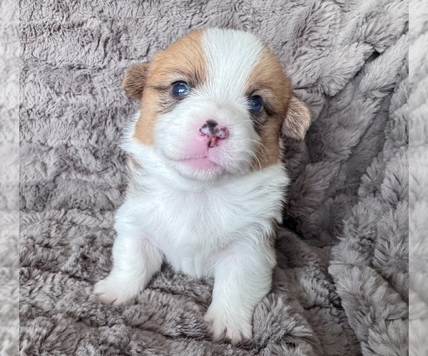 Medium Photo #6 Pembroke Welsh Corgi Puppy For Sale in BAYTOWN, TX, USA