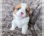 Small #4 Pembroke Welsh Corgi