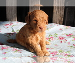Small Photo #3 Goldendoodle (Miniature) Puppy For Sale in BLOOMINGTON, IN, USA
