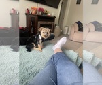 Small Morkie
