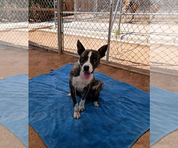 Medium Photo #8 Mutt Puppy For Sale in Apple Valley, CA, USA