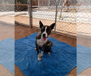Ferb - Male Mutt Dog for Adoption - Photo #8