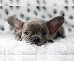Small Photo #1 French Bulldog Puppy For Sale in VERO BEACH, FL, USA