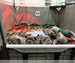 French Bulldog Puppy for sale in AURORA, CO, USA