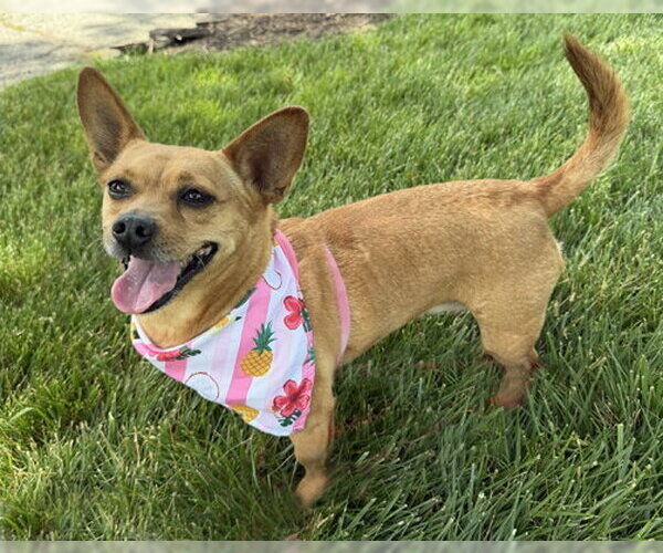 Medium Photo #7 Chihuahua-Unknown Mix Puppy For Sale in Arlington, VA, USA
