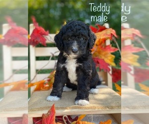 Bernedoodle (Miniature) (+ Poodle Miniature) Puppy for sale in WOODBURY, TN, USA