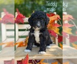 Small Bernedoodle (Miniature) (+ Poodle Miniature)
