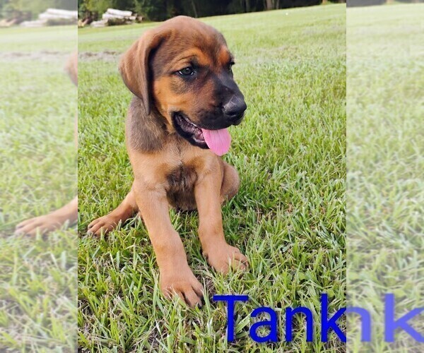 Medium Photo #7 Mastiff Puppy For Sale in BRANTLEY, AL, USA