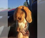 Small #4 Beagle