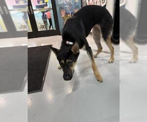 German Shepherd Dog-Unknown Mix Dogs for adoption in Temple, TX, USA