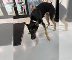 Small German Shepherd Dog Mix