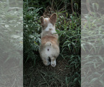 Small Photo #4 Pembroke Welsh Corgi Puppy For Sale in ELKTON, KY, USA
