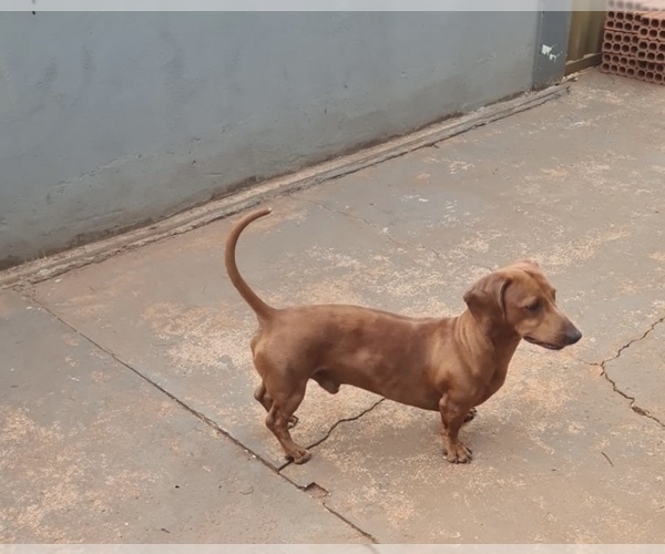 Medium Photo #1 Dachshund Puppy For Sale in ANDOVER, MA, USA