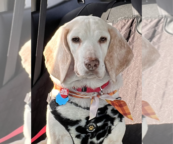 Medium Photo #4 Beagle Puppy For Sale in Dunnellon, FL, USA