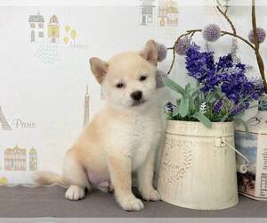 Shiba Inu Puppy for sale in MANHATTAN, NY, USA