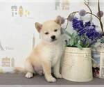 Small Photo #1 Shiba Inu Puppy For Sale in MANHATTAN, NY, USA