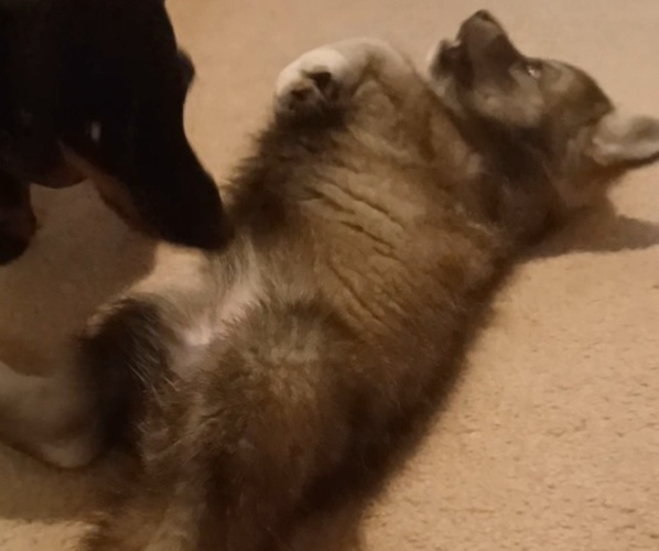 Medium Photo #9 Gerberian Shepsky Puppy For Sale in EDMORE, MI, USA