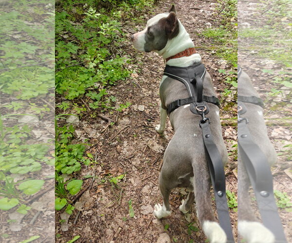 Medium Photo #8 American Pit Bull Terrier-Unknown Mix Puppy For Sale in Germantown, OH, USA