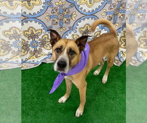 Black Mouth Cur-Unknown Mix Dogs for adoption in Bryant, AR, USA