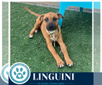 Small #11 Boxer Mix