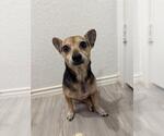 Small Chihuahua Mix