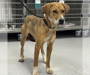 Zena - Female Retriever -Unknown Mix Dog for Adoption - Photo #2