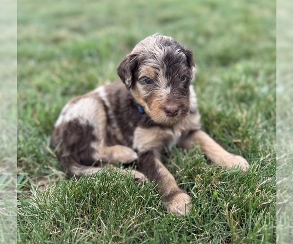 Medium Photo #4 Goldendoodle Puppy For Sale in HOWARD CITY, MI, USA