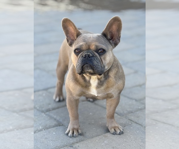 Medium Photo #1 French Bulldog Puppy For Sale in MURRIETA, CA, USA