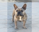 Small Photo #1 French Bulldog Puppy For Sale in MURRIETA, CA, USA