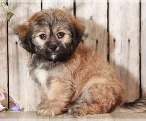 Zuchon Puppy for sale in MOUNT VERNON, OH, USA