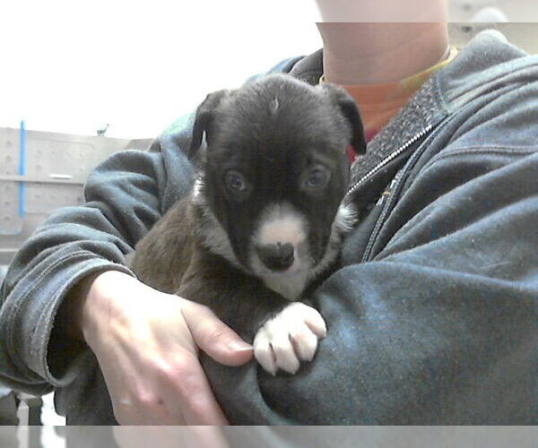 Medium Photo #1 Labrador Retriever-Unknown Mix Puppy For Sale in Fayetteville, NC, USA