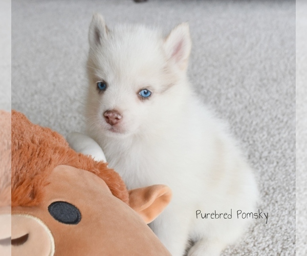 Medium Photo #3 Pomsky Puppy For Sale in KANSAS CITY, MO, USA