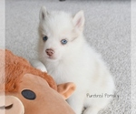 Small #2 Pomsky