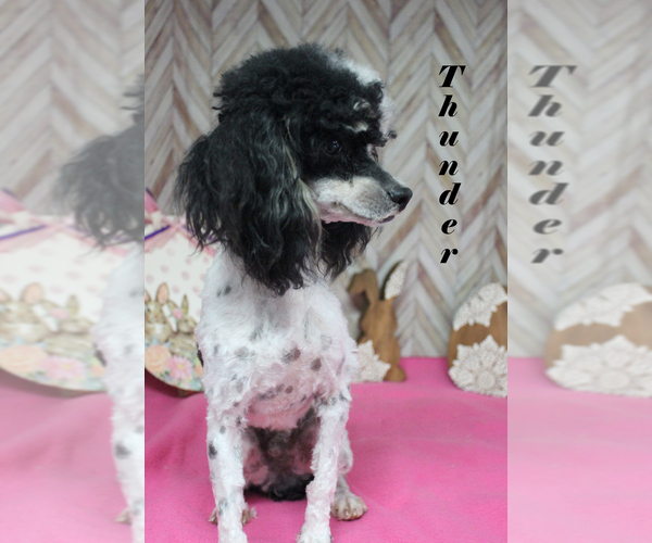 Medium Photo #1 Poodle (Toy) Puppy For Sale in CHANUTE, KS, USA