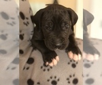 Small Photo #9 Great Dane Puppy For Sale in COLLINSVILLE, OK, USA