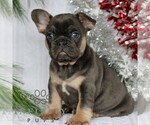 Small #4 French Bulldog