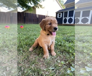 Golden Retriever Puppy for sale in CRESTWOOD, KY, USA