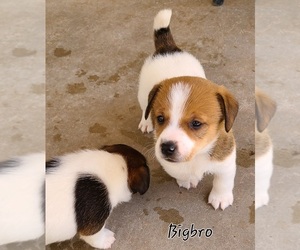 Jack Russell Terrier Puppy for Sale in PARKER, Arizona USA