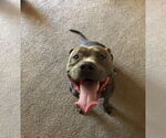 Small #7 Bulldog-Staffordshire Bull Terrier Mix