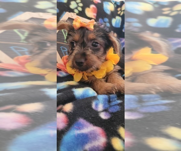 Medium Photo #5 Yorkshire Terrier Puppy For Sale in AKRON, OH, USA