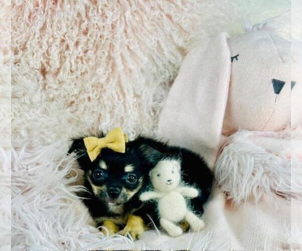 Medium Photo #4 Chihuahua Puppy For Sale in BEVERLY HILLS, CA, USA
