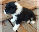 Small Photo #6 Australian Shepherd Puppy For Sale in GUTHRIE, OK, USA