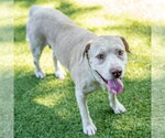 Small #3 Labrador Retriever Mix
