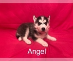 Small Photo #1 Siberian Husky Puppy For Sale in SAYLORSBURG, PA, USA